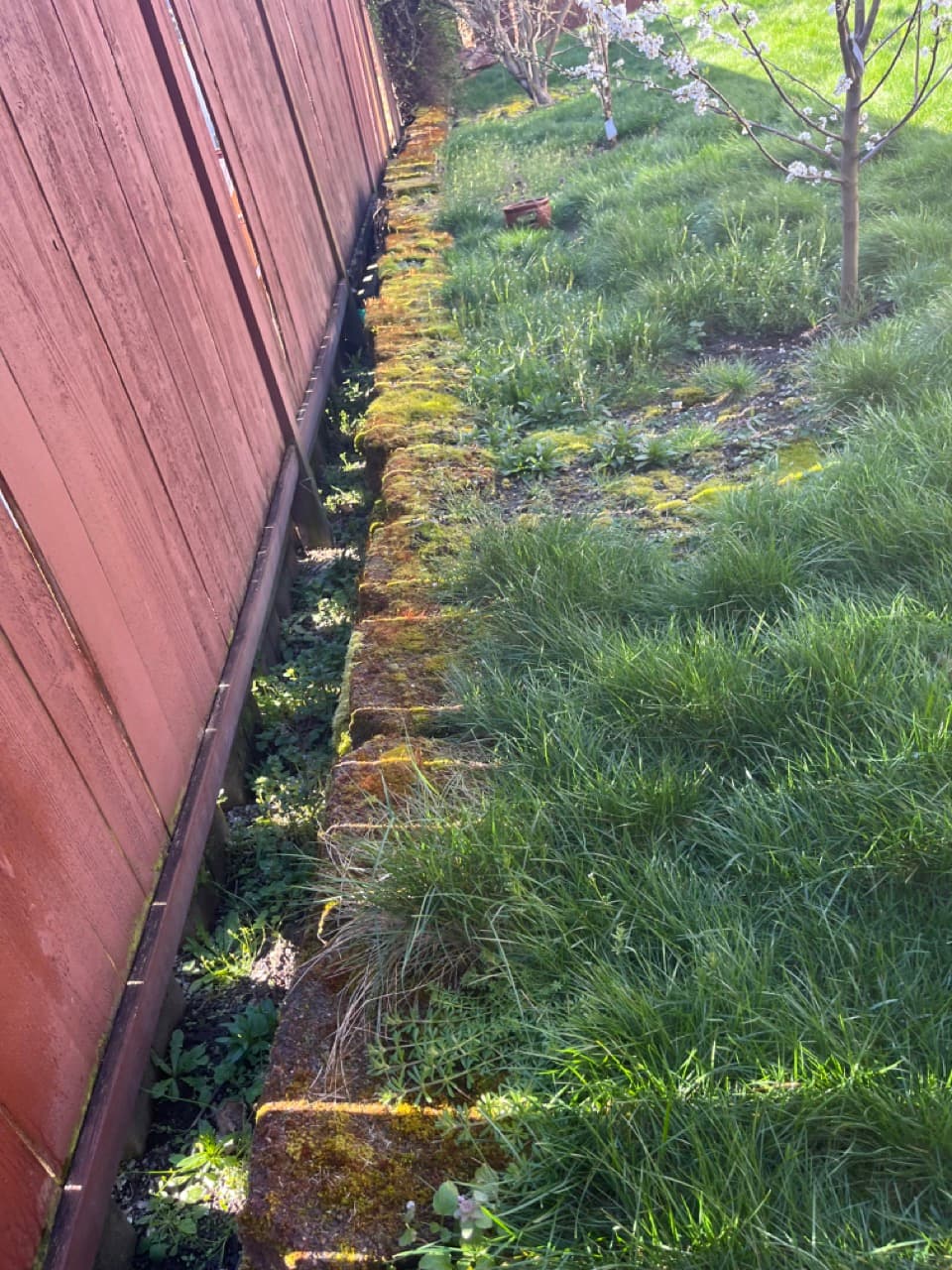 Moss removal treatment — before