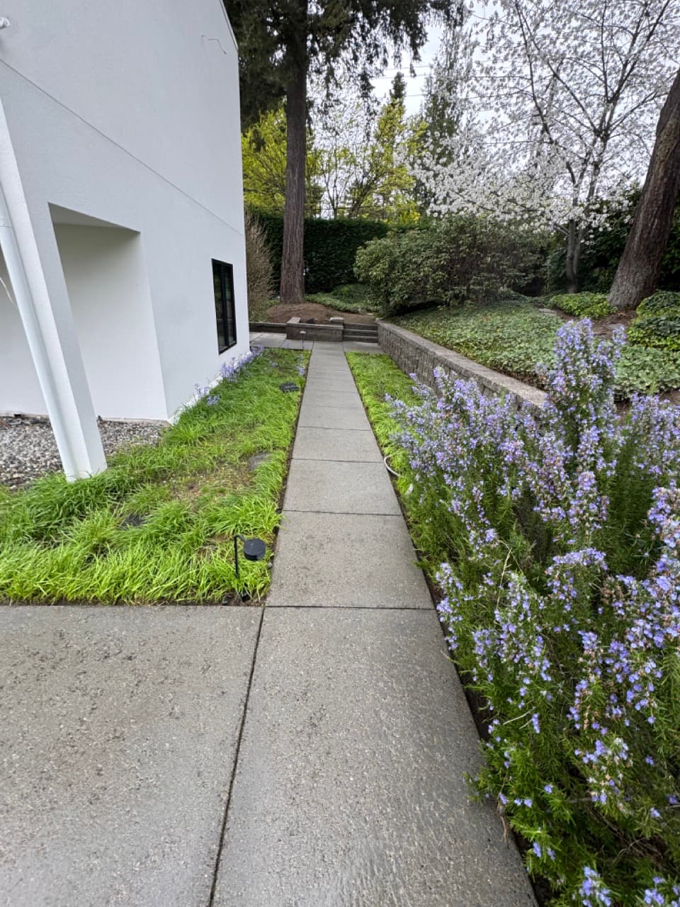 Concrete walkway pressure washing in Pierce County WA — after