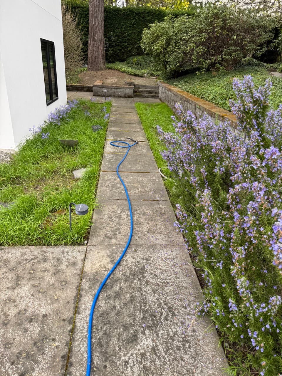 Concrete walkway pressure washing in Pierce County WA — before